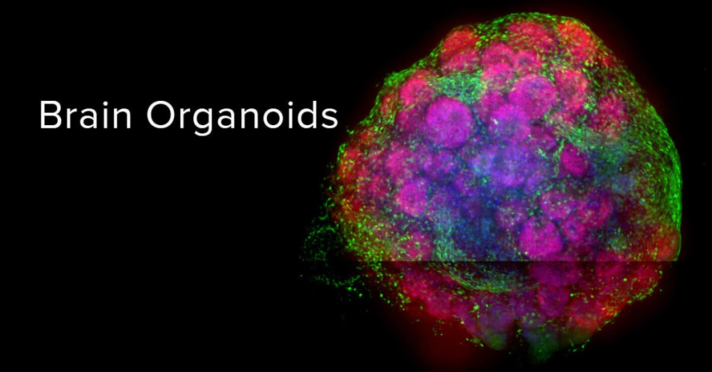 Intelligenza artificiale e intelligenza&nbsp;organoide