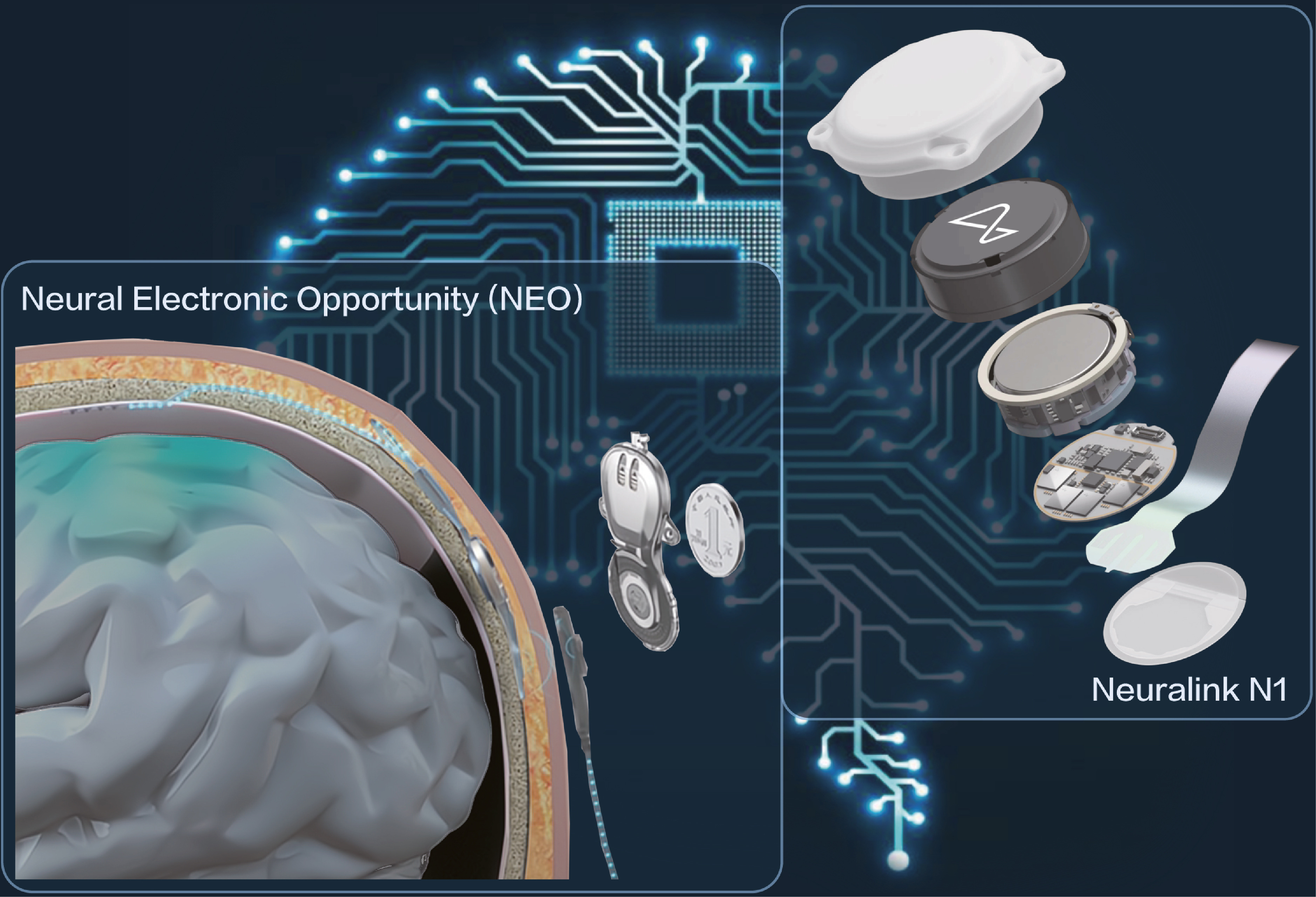 Biohybrid robotics: responsabilità e governance